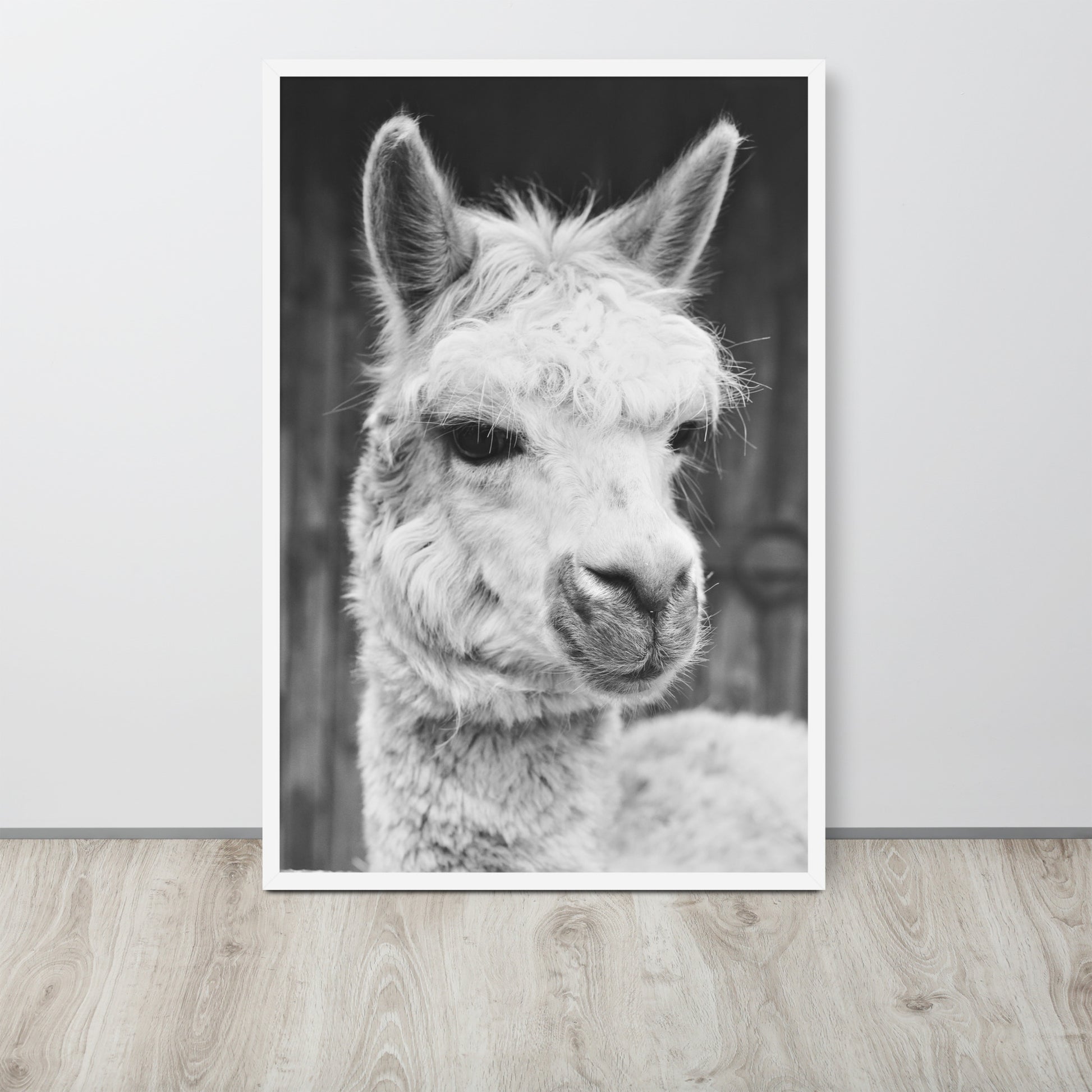 Alpaca -- High Quality -- Framed on photo paper