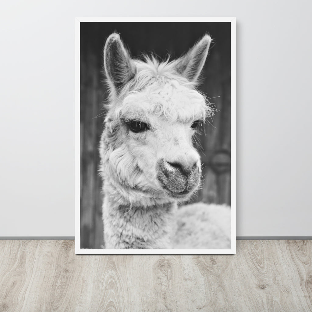 Alpaca -- High Quality -- Framed on photo paper