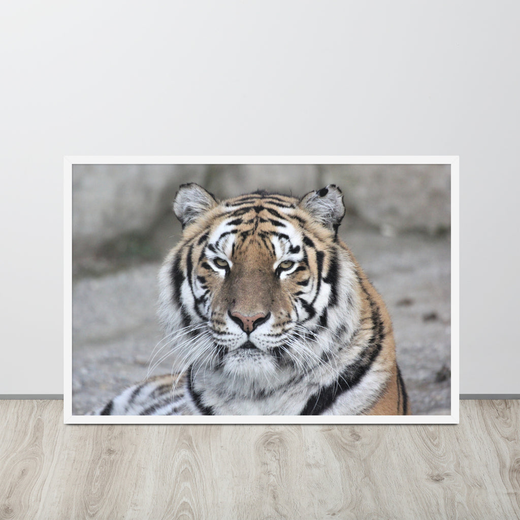 Tiger -- High Quality -- Framed on photo paper