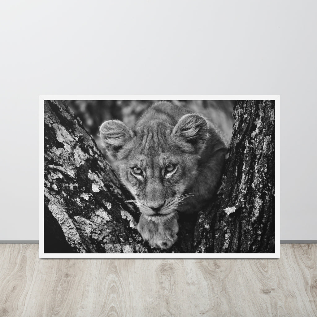 Lioness -- High Quality -- Framed on photo paper
