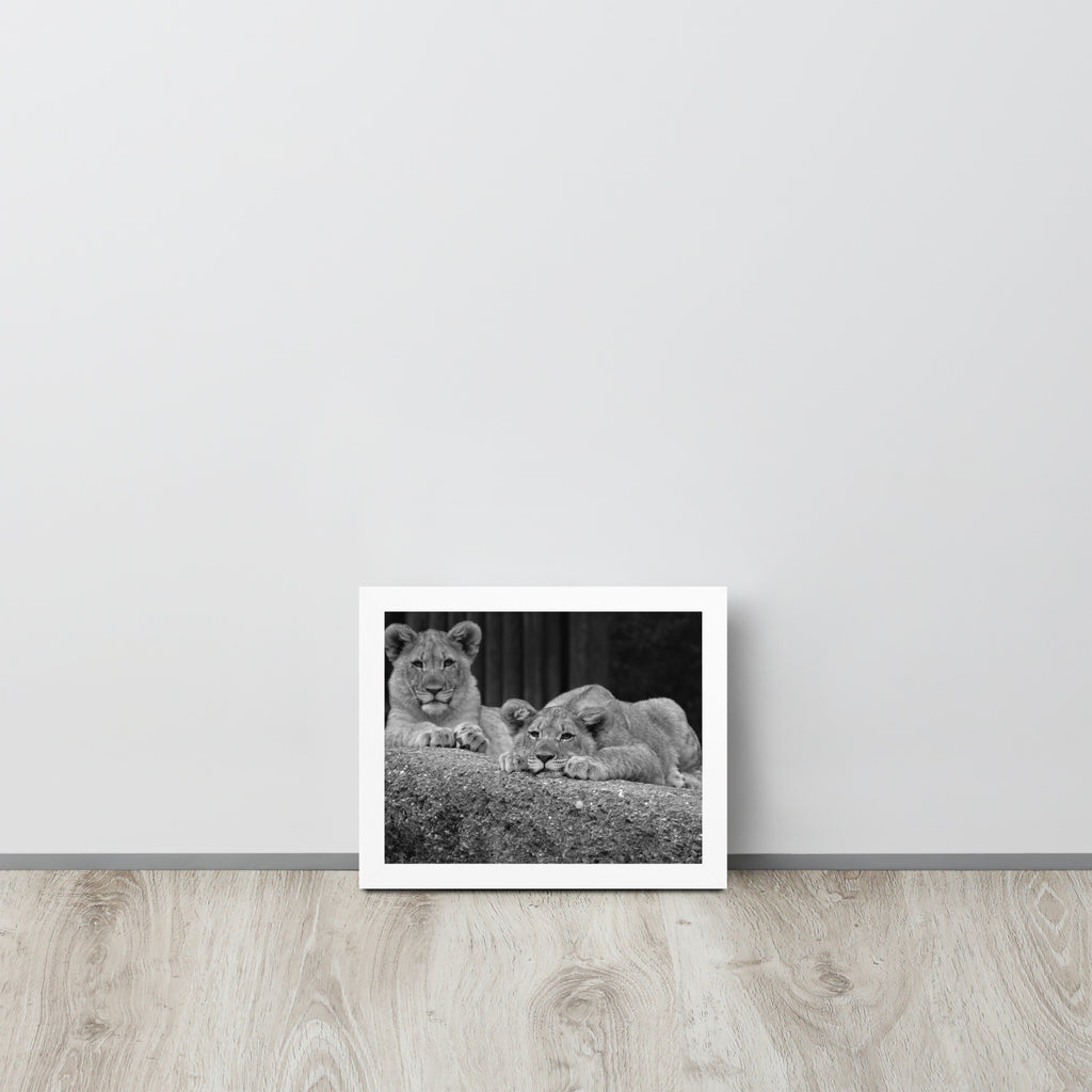 2 Young Lions -- High Quality -- Framed on photo paper