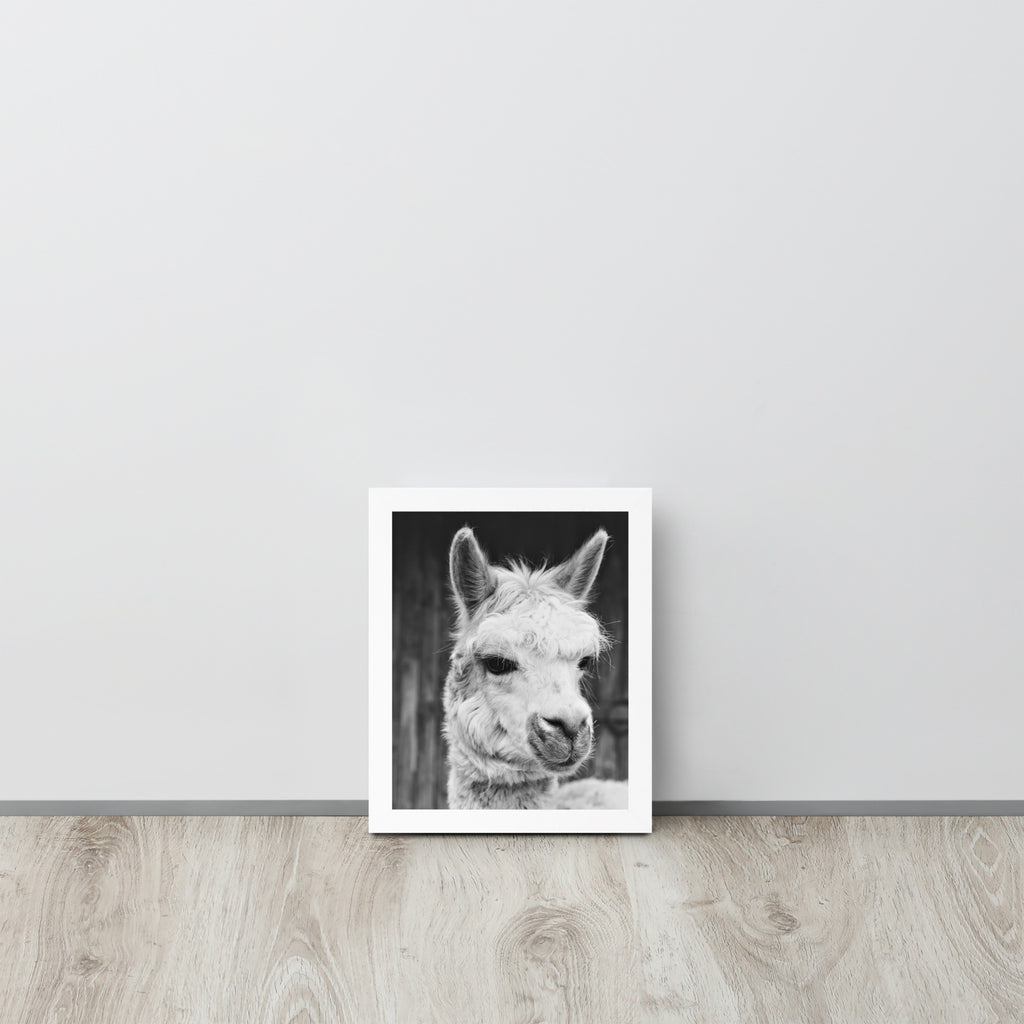 Alpaca -- High Quality -- Framed on photo paper