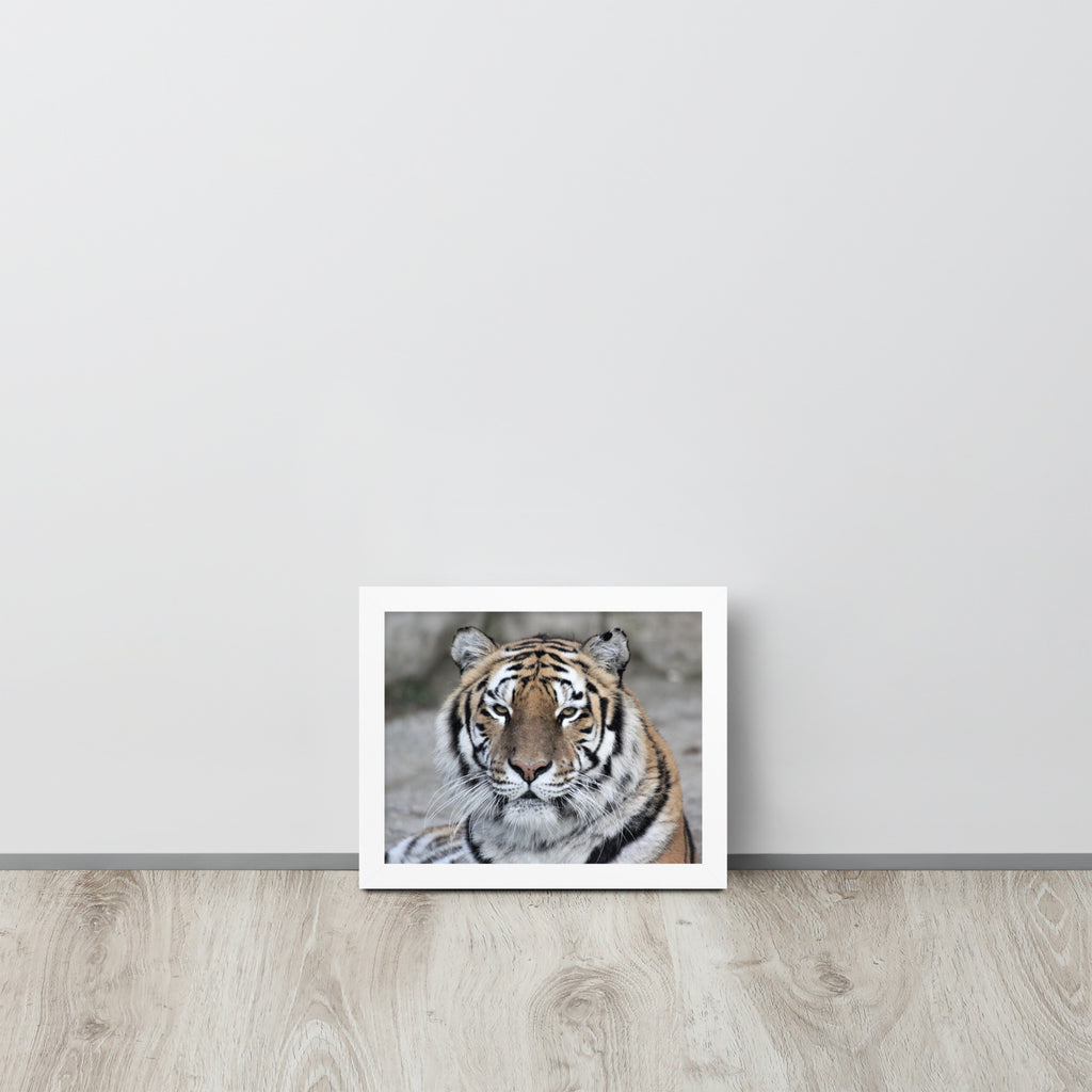 Tiger -- High Quality -- Framed on photo paper