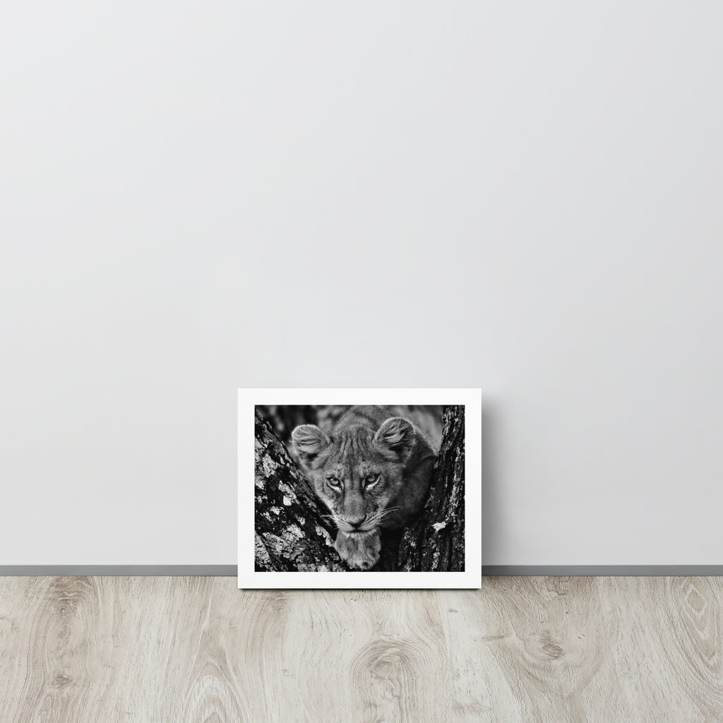 Lioness -- High Quality -- Framed on photo paper